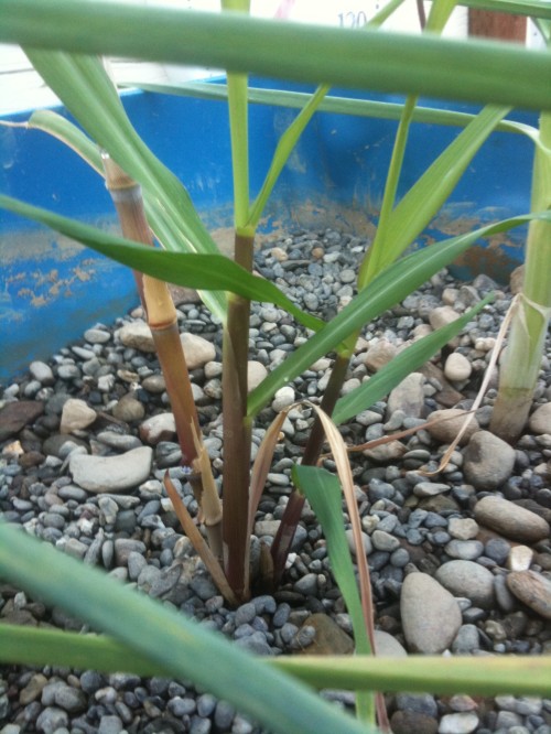 sugar cane in aquaponics
